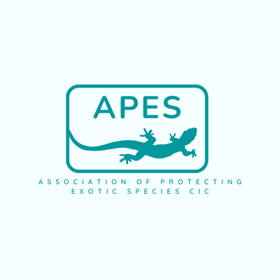 APES CIC's avatar
